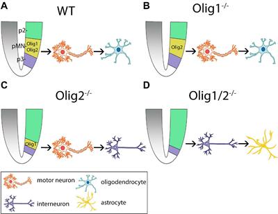 Impact of the Olig Family on Neurodevelopmental Disorders